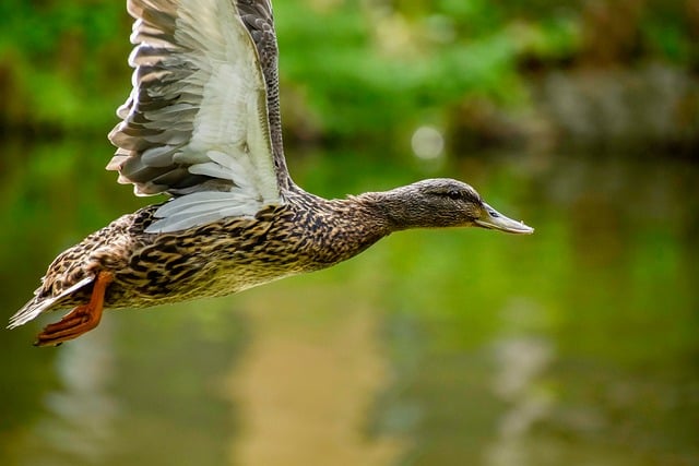 Ordbøger, apps og anagrammer: De bedste hjælpemidler til krydsordsløsning